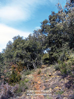 Camino viejo a L'Estall